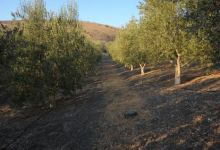 California’s Great Olive Oil Flood