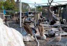 Mysterious Disease Sickening Pelicans