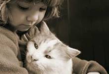 Animal Expression