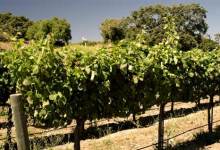 The Golden Grape Awards