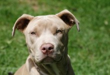 Are Breed-Specific Laws the Answer?