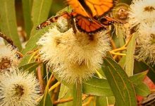 Mating Monarchs