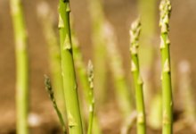 Asparagus Fever