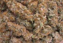 New Pot Shops on Horizon