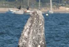 Whale Makes Scene in Harbor