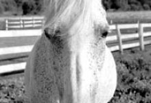 Abandoned Horses