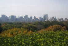 Taste the Real New York