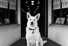 Django, Book Den mascot