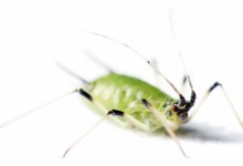 How to Handle Aphids and Their Friends
