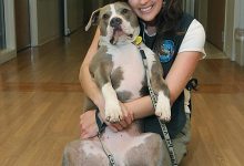 S.B. Therapy Dog Survives Fighting Ring, but Blood Sport Remains Active