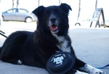Introducing Dura Doggie Disc