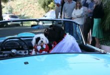 Pet Weddings
