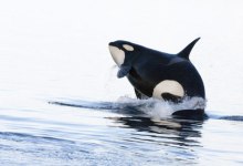 Flaming Whale of a Problem