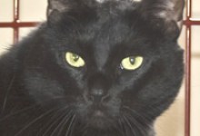 Pet Identification