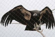 Happy California Trails