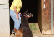 Donations Needed for Evacuated Animals