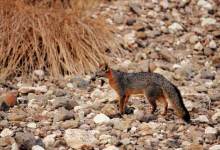 Should the Island Fox Be Delisted?