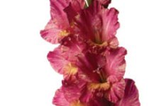 Gladiolas