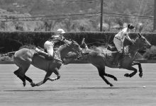 Polo Ponies