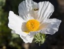 Native Plant Sale