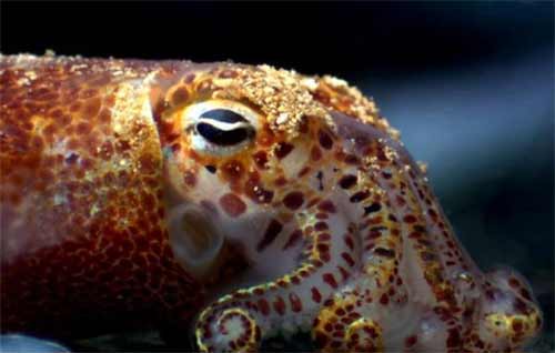 An Eye on Bioluminescence - The Santa Barbara Independent