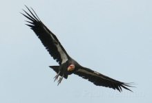 Los Padres ForestWatch Opposes Logging in Condor Country