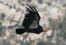 Condors Continue to Show High Lead Levels
