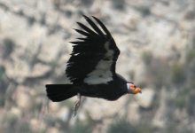 Two California Condor Eggs Already Found