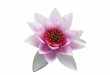 Float Like a Flower