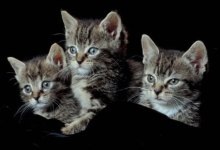Kittens on Sale!