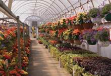 Plant Shopping 101