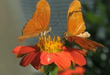 Butterflies Alive!