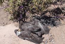 Condor Found Strangled