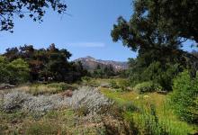 Another Plan for the Botanic Garden