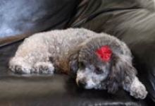 Pets are Victims of Foreclosed Homes