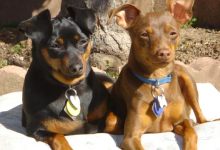 Wild Animal Takes Dog, Injures Another