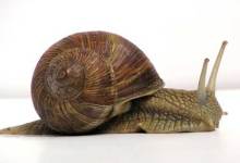 Snail Control
