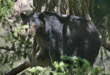 Wildlife Organization Protests Start of Bear-Hunting Season