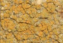 He Lichens the President