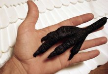 Zoo’s Newest Condor