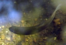 New Push for Change in Steelhead Water Releases