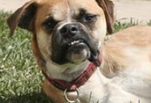 Natural Dog Training