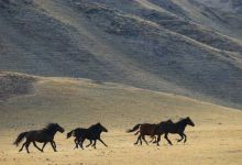 Saving the Horses