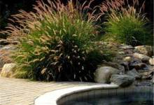 Ornamental Grass Maintenance