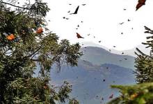 Where the Monarchs Hang in Mexico