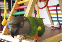 The Pleasures of Pet Parrots