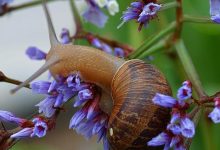 Once a Delicacy, Now a Pest