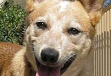 Halloween Q&A with ASPCA Experts