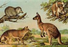 Bouncing Baby Marsupials