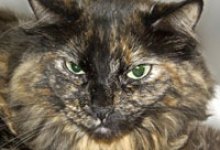 National Animal Shelter Appreciation Week